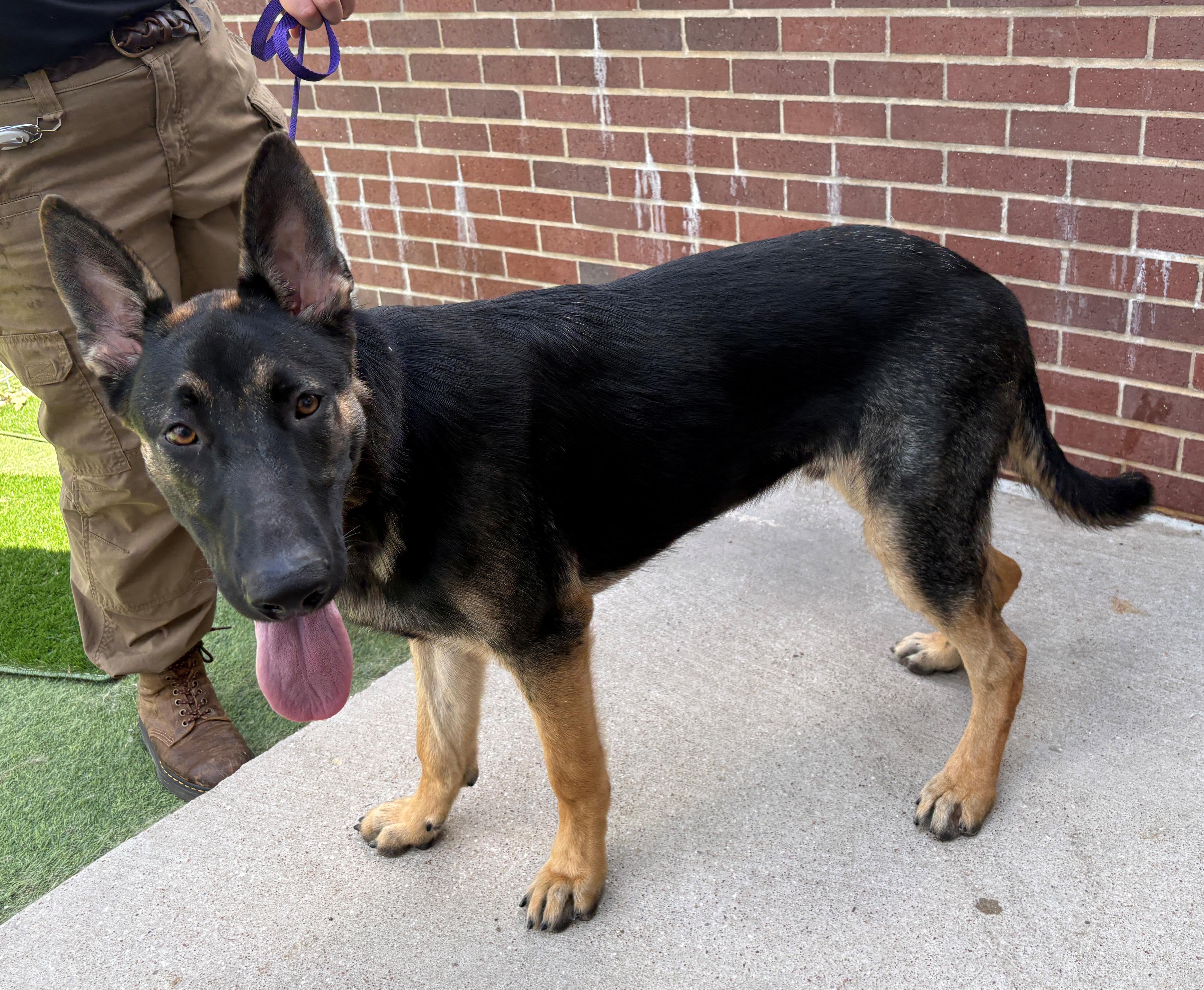 Lancer, a ADOPTABLE German Shepherd Dog in Dallas, TX image 3/3
