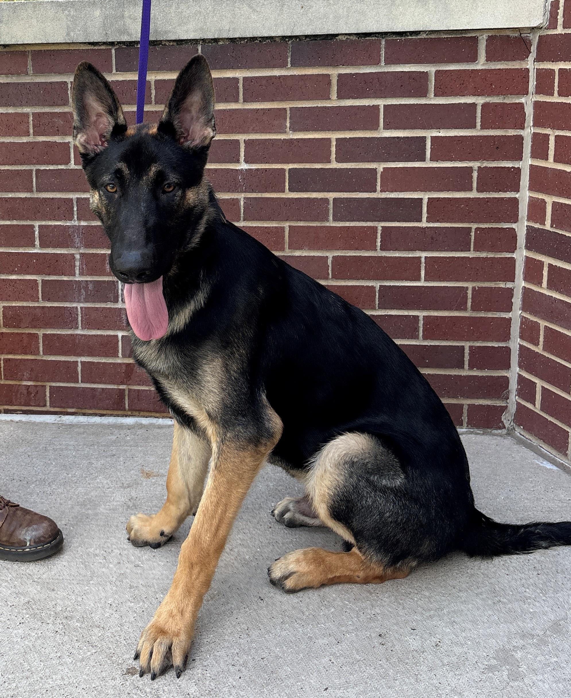 Lancer, a ADOPTABLE German Shepherd Dog in Dallas, TX image 2/3