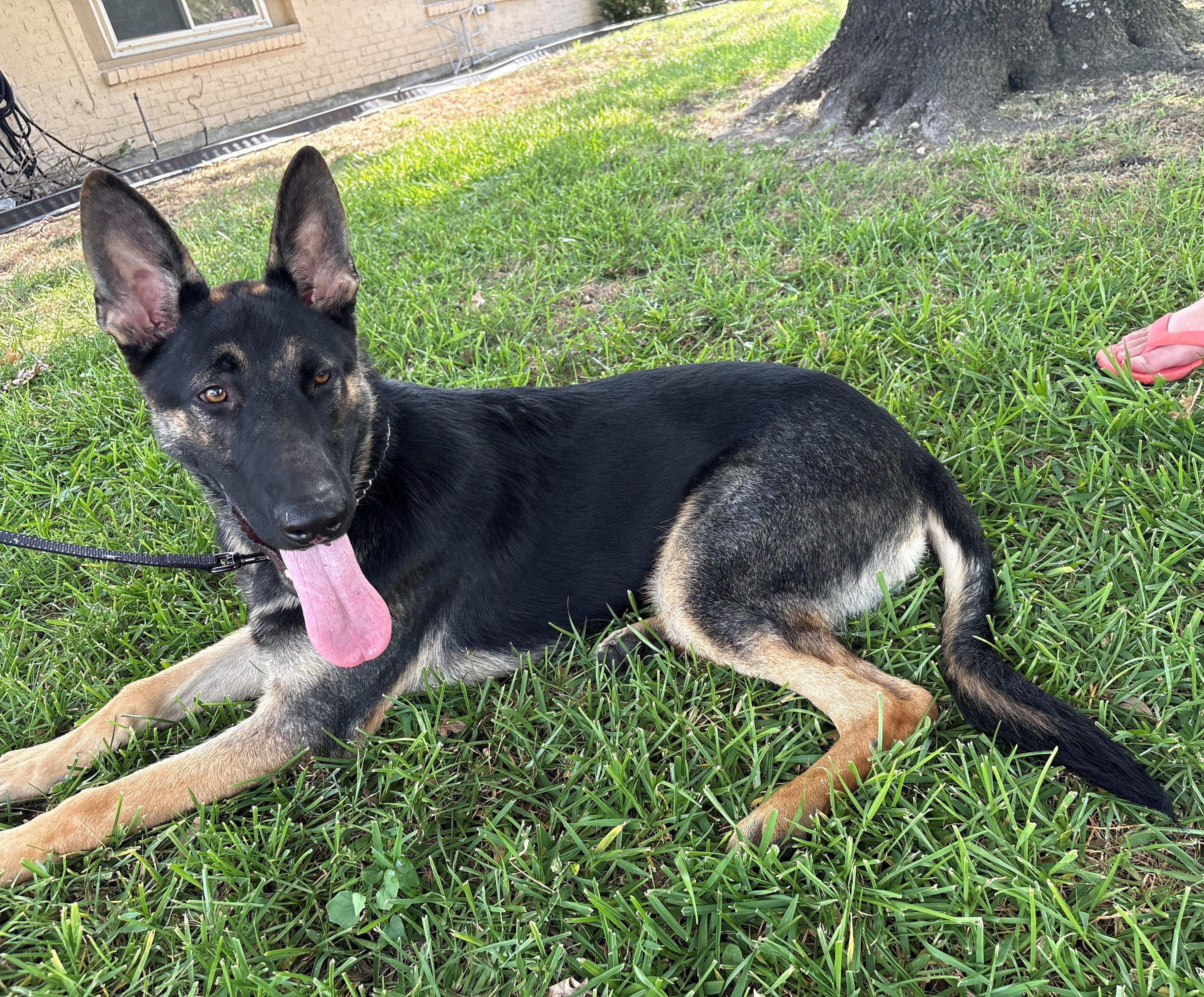 Lancer, a ADOPTABLE German Shepherd Dog in Dallas, TX image 1/3