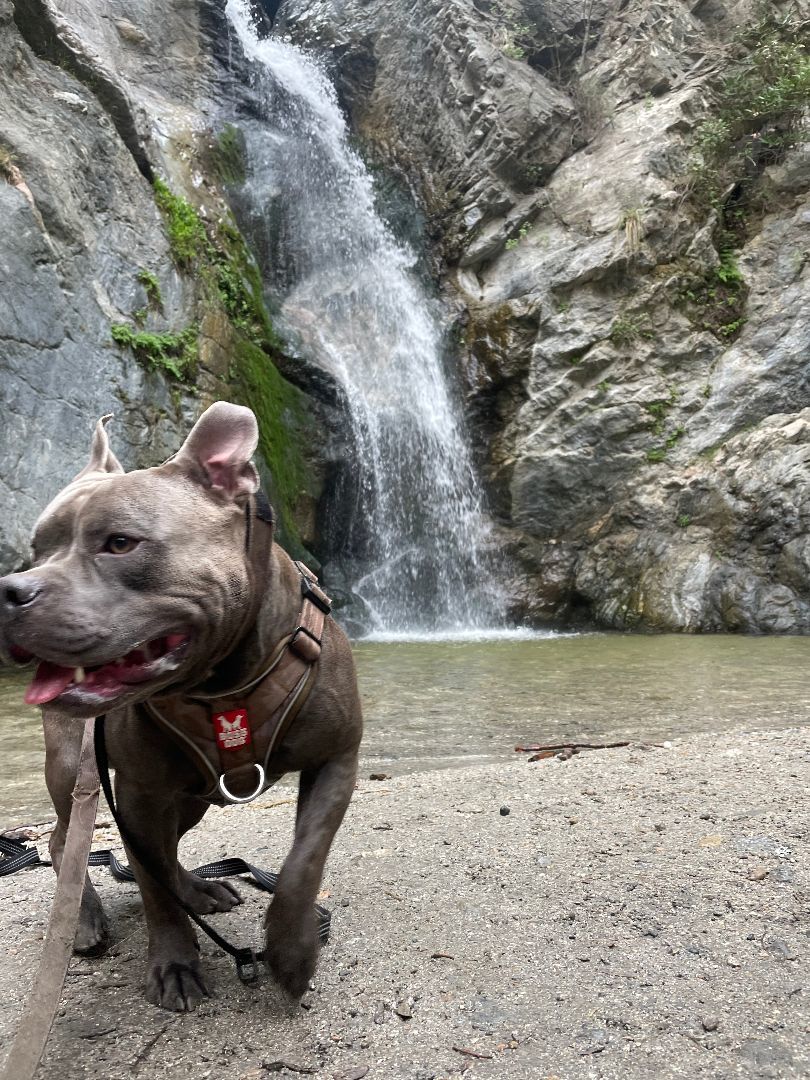 Dog for adoption dogs needs immediate home , a Pit Bull Terrier Mix