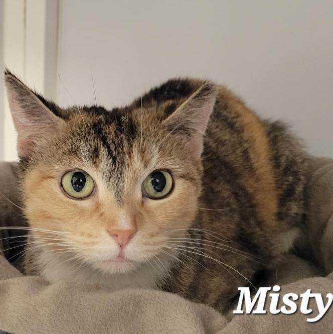 Misty, a Adoptable Domestic Short Hair in Mazon, IL image 1/2