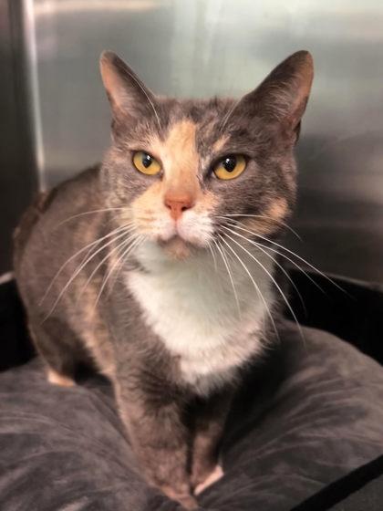 Bambi, Adoptable, Adult Female Domestic Short Hair & Domestic Short Hair.