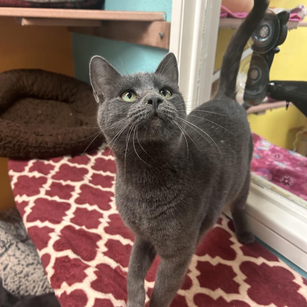 Enlarge Layla, a Adoptable Domestic Short Hair in Fresno, CA image 1/4