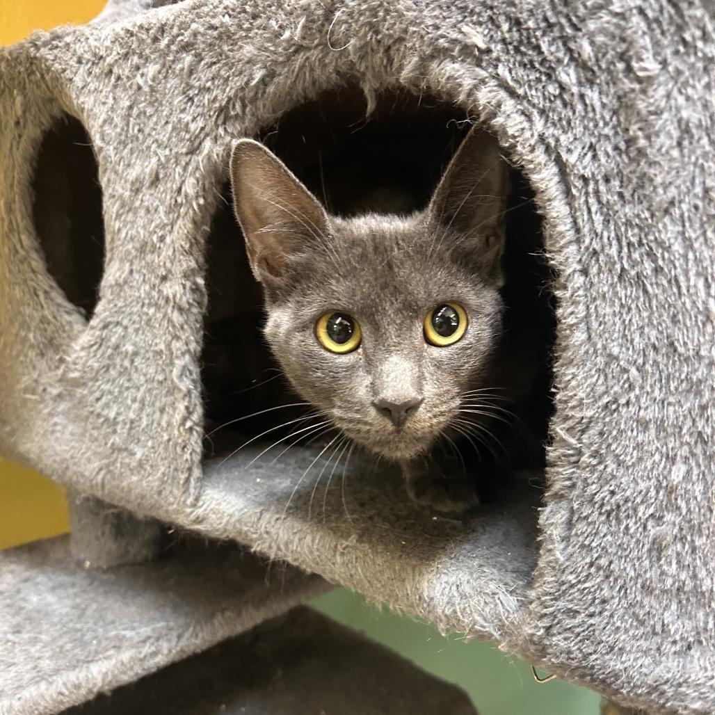 Enlarge Layla, a Adoptable Domestic Short Hair in Fresno, CA image 2/4