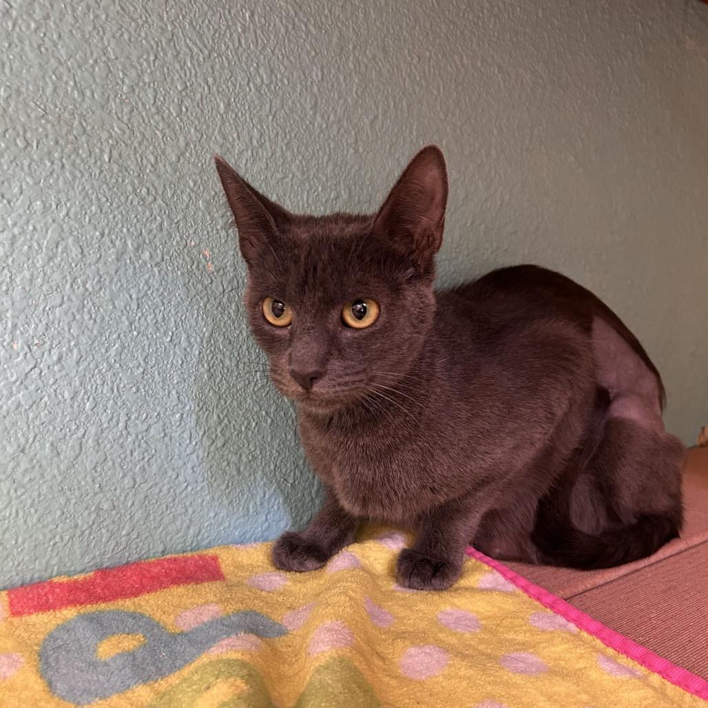 Enlarge Layla, a Adoptable Domestic Short Hair in Fresno, CA image 3/4