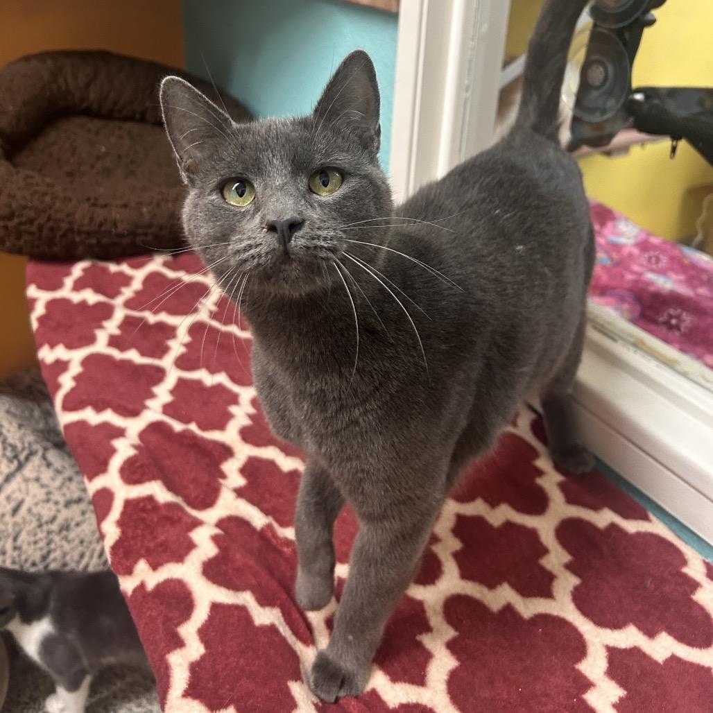 Enlarge Layla, a Adoptable Domestic Short Hair in Fresno, CA image 4/4