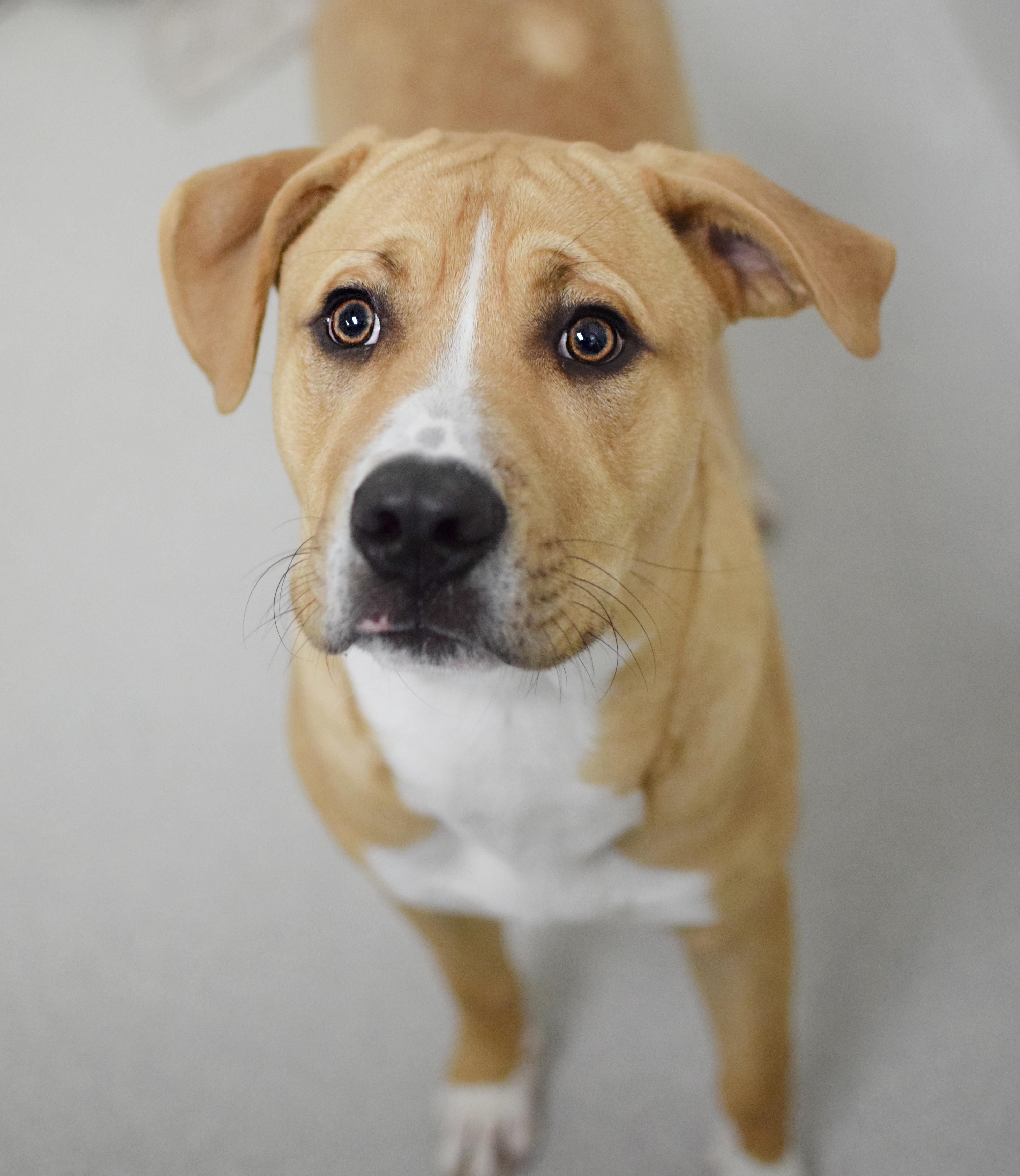 Enlarge Blonko, a Adoptable mixed breed in Pontiac, MI image 1/1