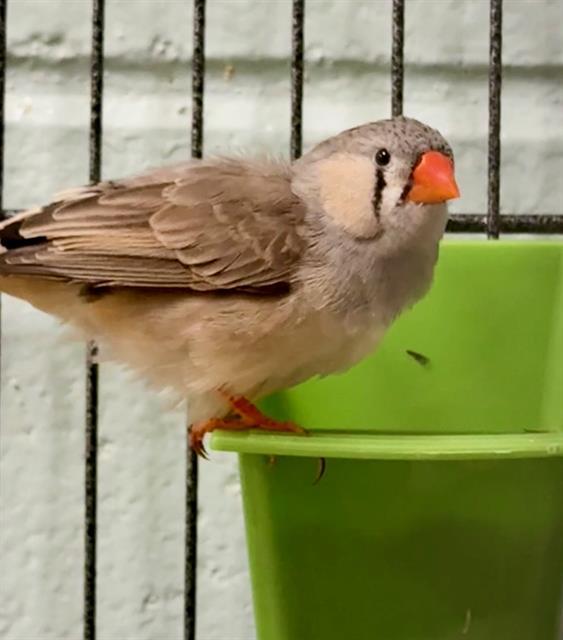 Enlarge SPORTY, a Adoptable Finch in Boston, MA image 1/1
