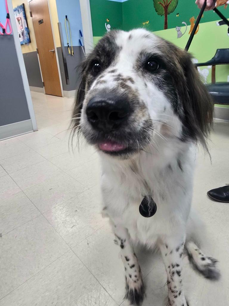 Sage, Adoptable, Young Female Great Pyrenees.