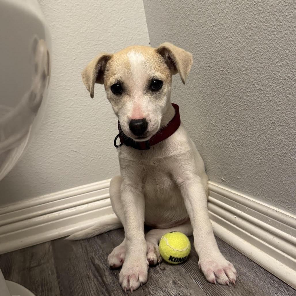 Winnie, Adoptable, Young Female Terrier & Labrador Retriever.
