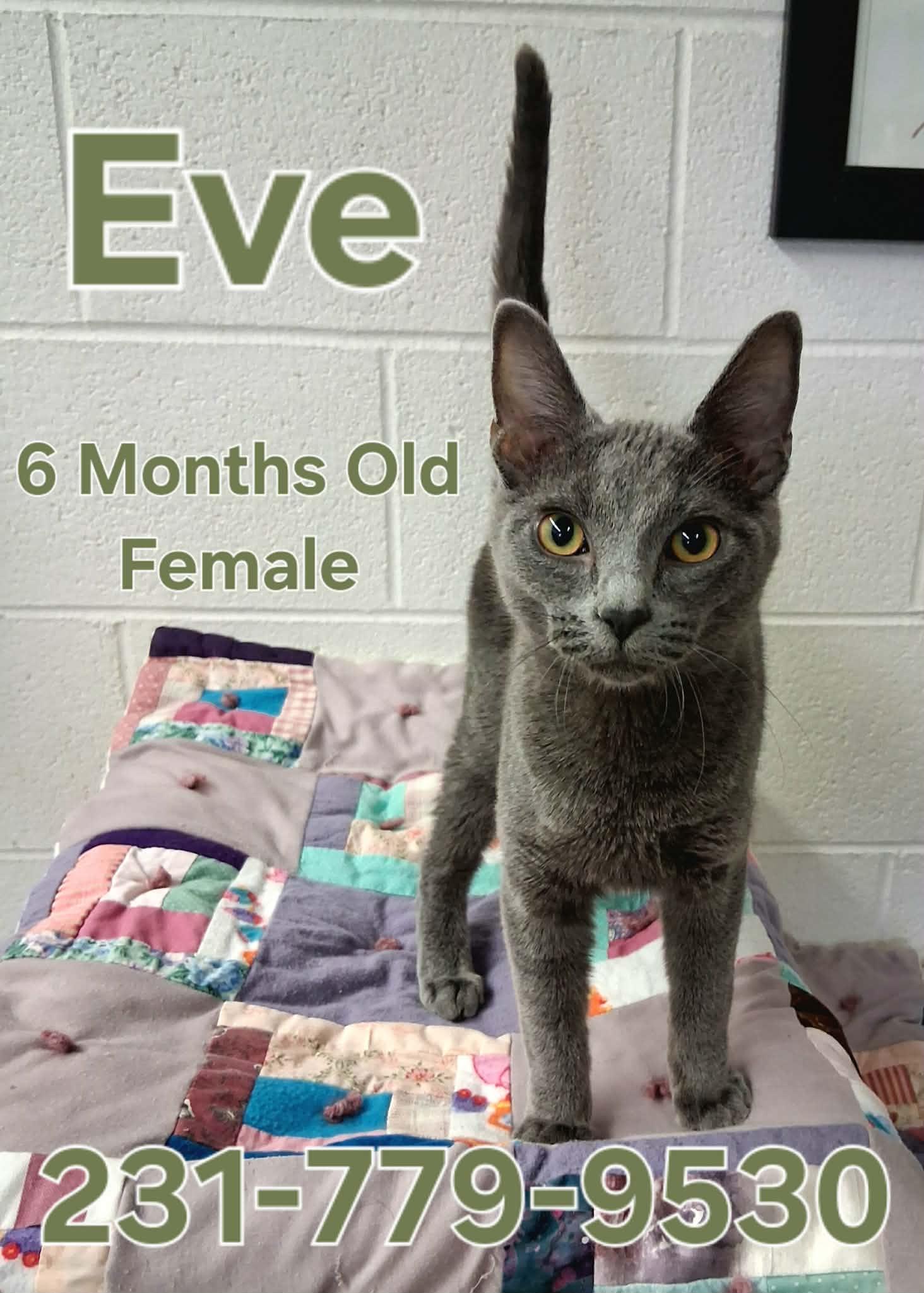 Enlarge EVE, a ADOPTABLE Domestic Short Hair in Cadillac, MI image 1/1