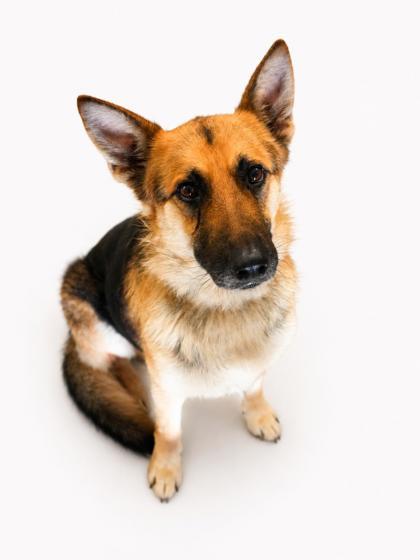Miller, Adoptable, Adult Male German Shepherd Dog & Mixed Breed.