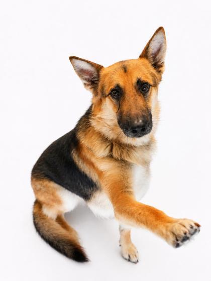 Miller, a Adoptable mixed breed in Bowling Green, KY image 2/3