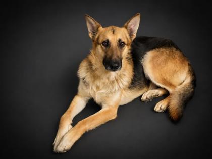 Miller, a Adoptable mixed breed in Bowling Green, KY image 3/3
