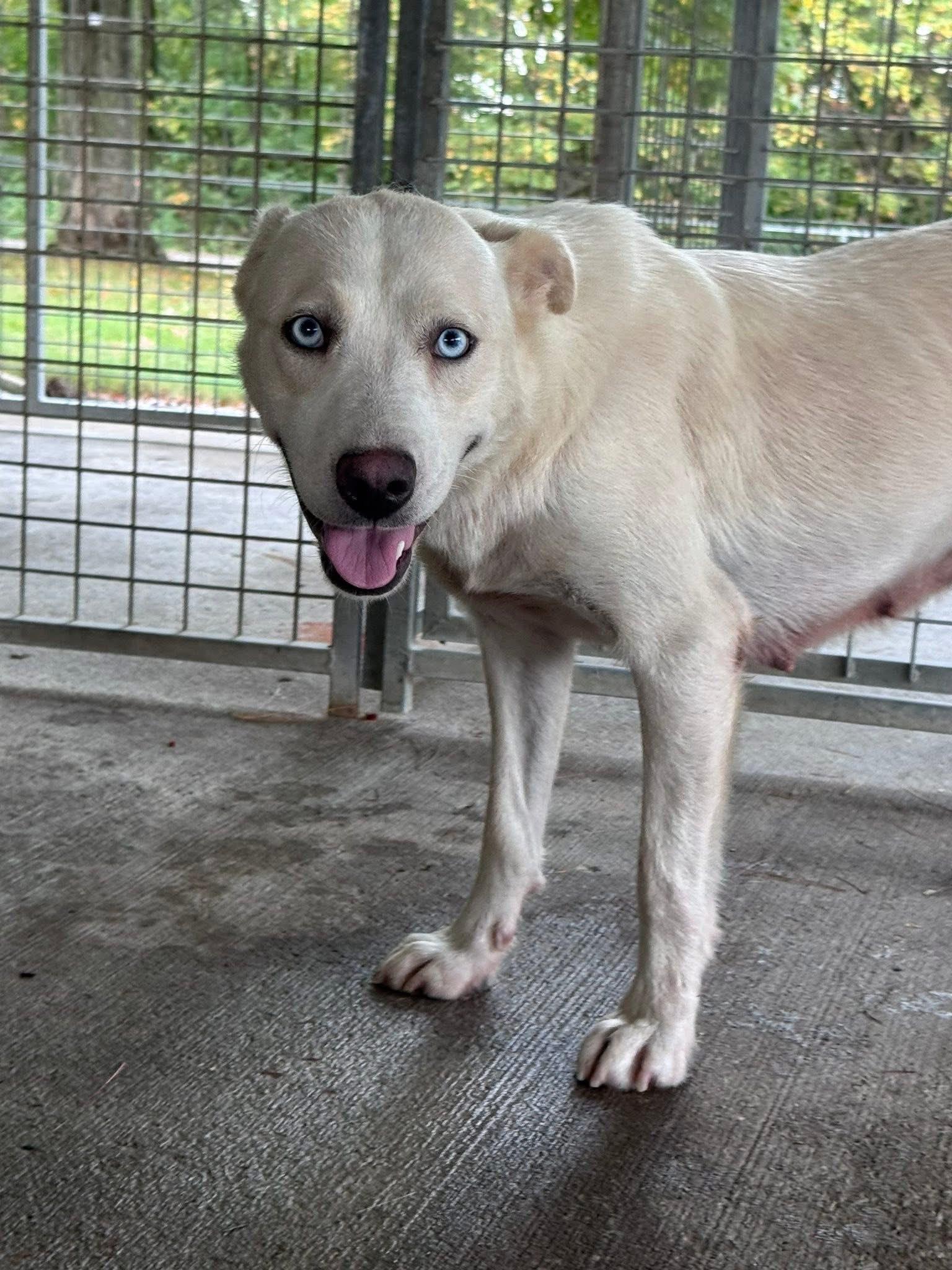 Lexie, Adoptable, Adult Female Husky.