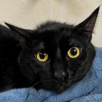 Nyx, Adoptable, Adult Male Domestic Short Hair & Domestic Short Hair.