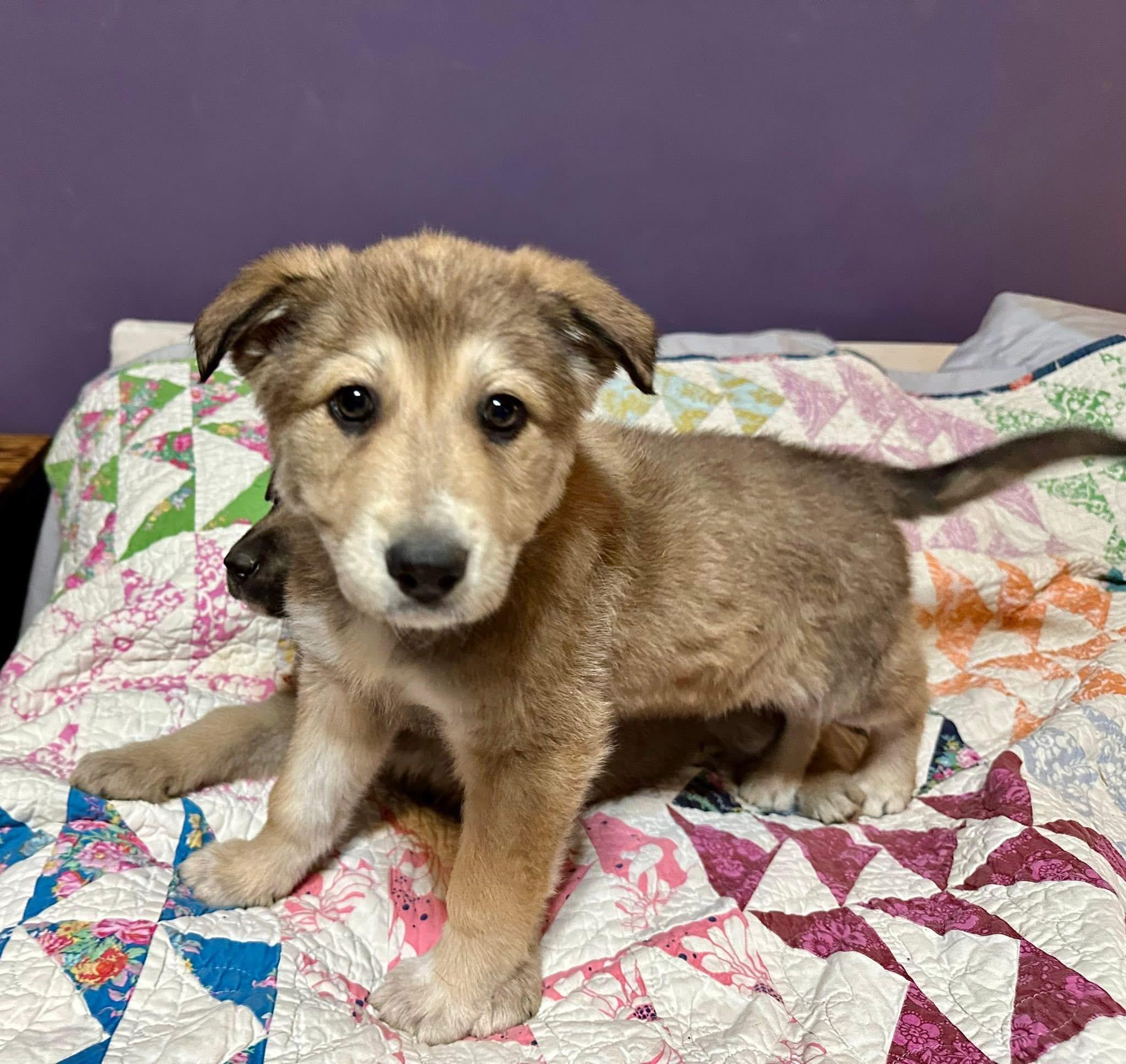 Enlarge Hoosier, a ADOPTABLE mixed breed in Jeffersonville, IN image 2/5