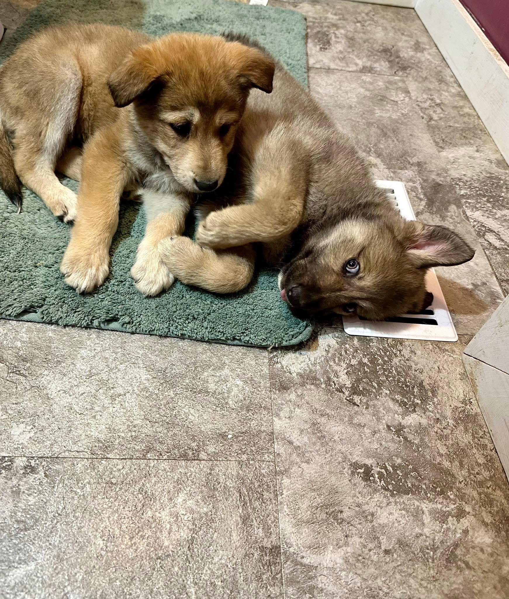 Enlarge Hoosier, a ADOPTABLE mixed breed in Jeffersonville, IN image 4/5