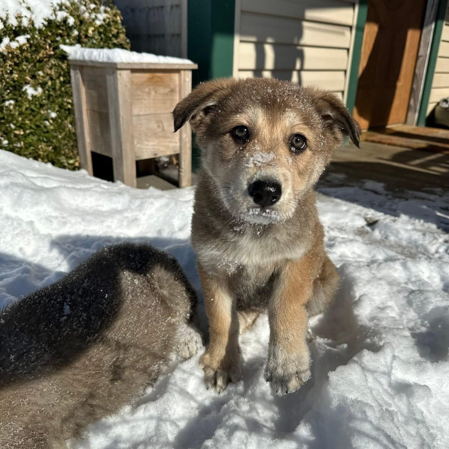 Enlarge Hoosier, a ADOPTABLE mixed breed in Jeffersonville, IN image 1/5