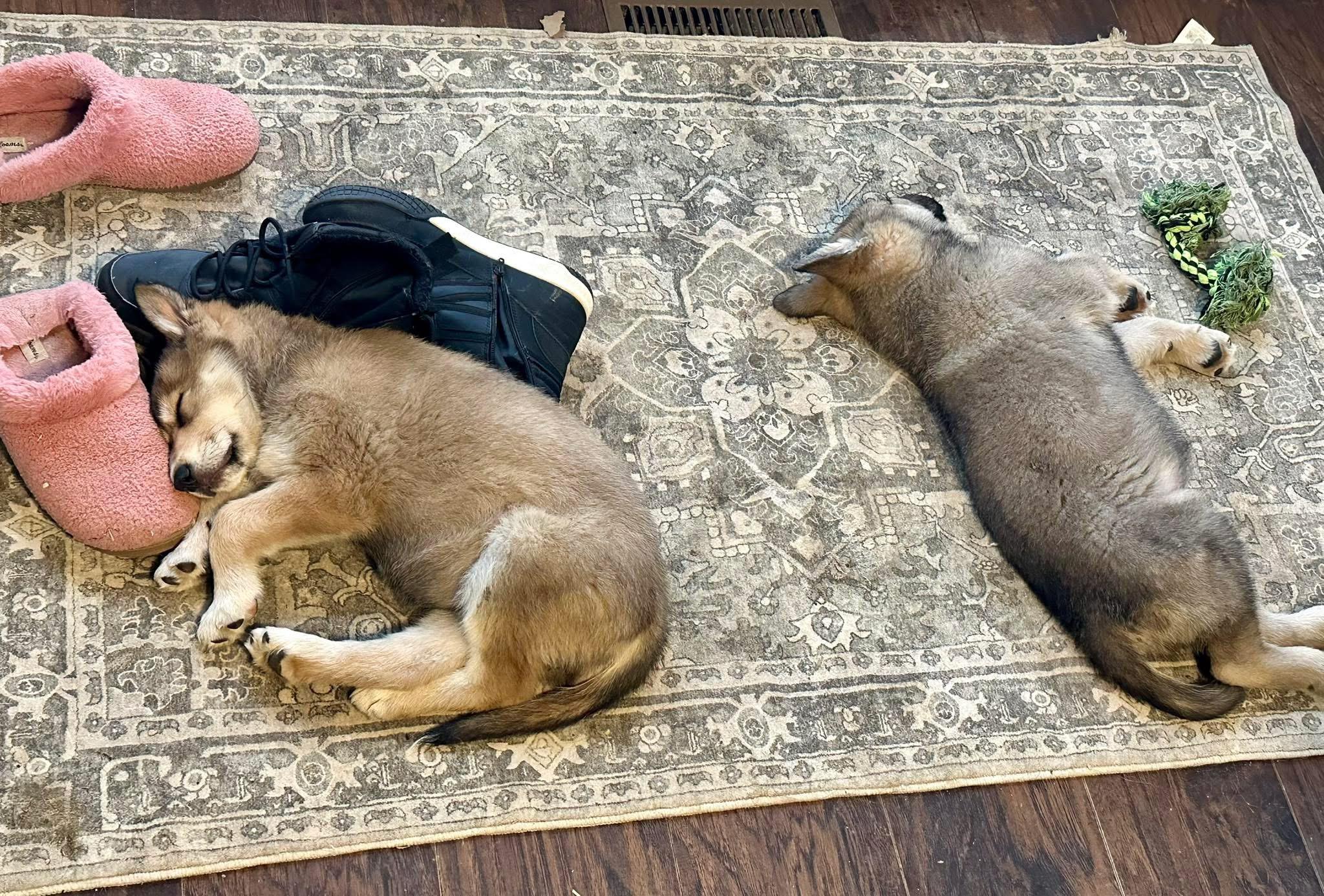 Enlarge Hoosier, a ADOPTABLE mixed breed in Jeffersonville, IN image 5/5