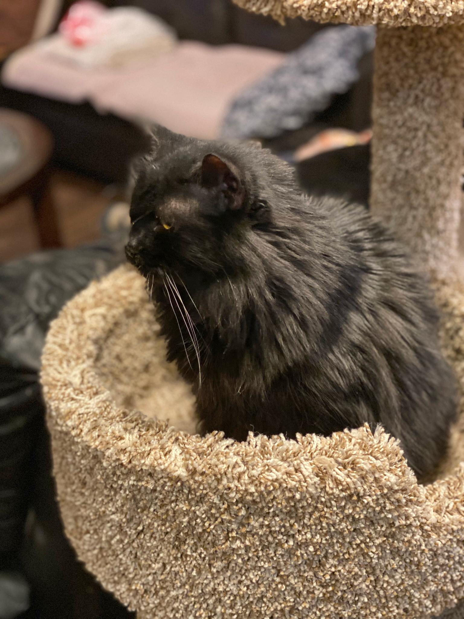 Enlarge Stevie Budd, a Adoptable Domestic Long Hair in Phoenix, AZ image 2/3