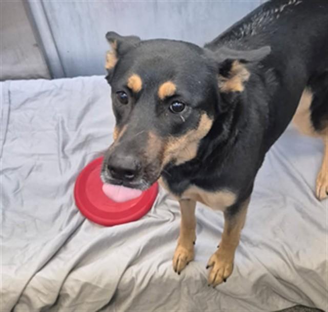 BELLA, Adoptable, Young Female German Pinscher & Mixed Breed.
