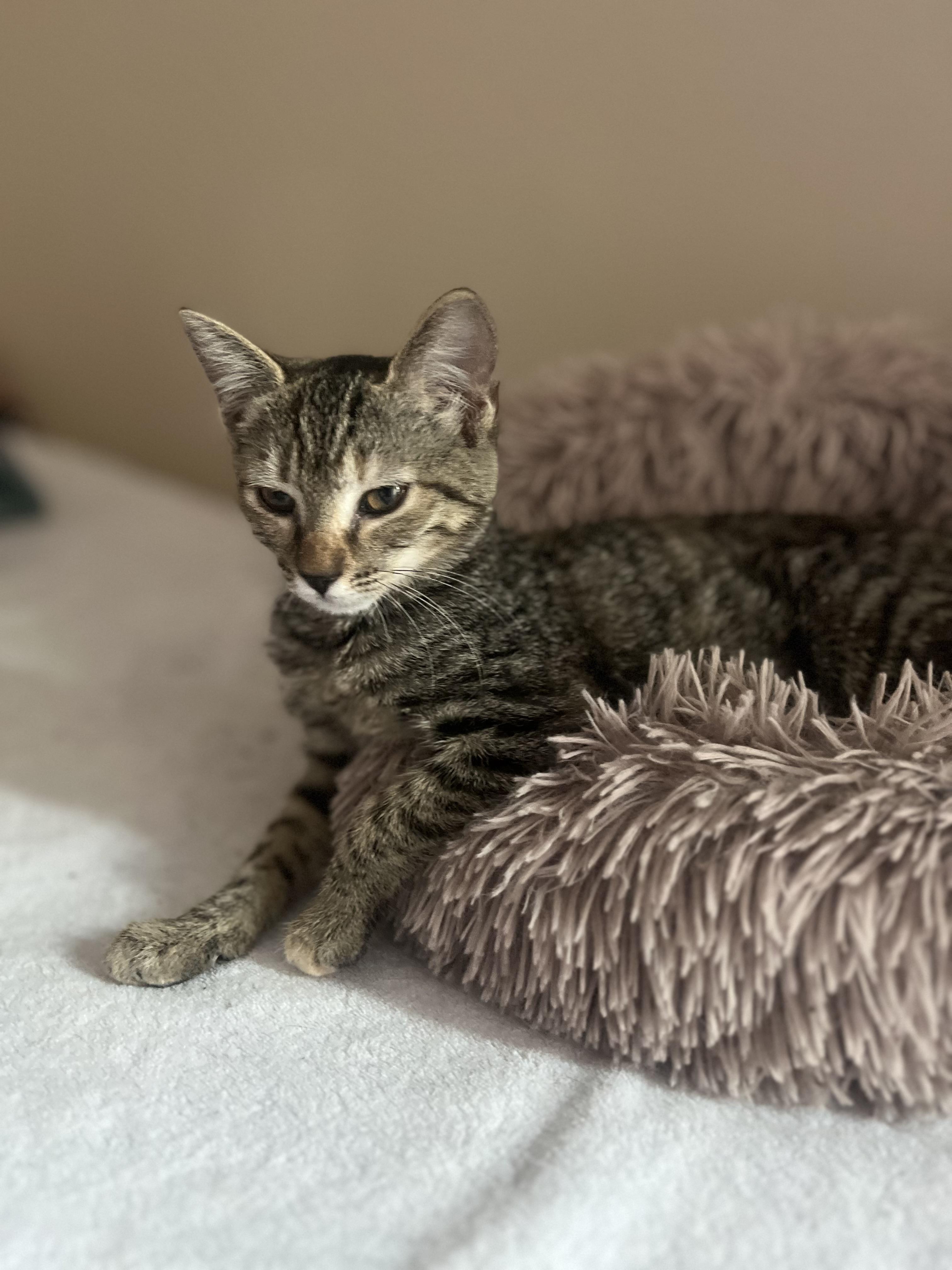 Enlarge Shyanne, a Adoptable Domestic Short Hair in Woodstock, GA image 2/2