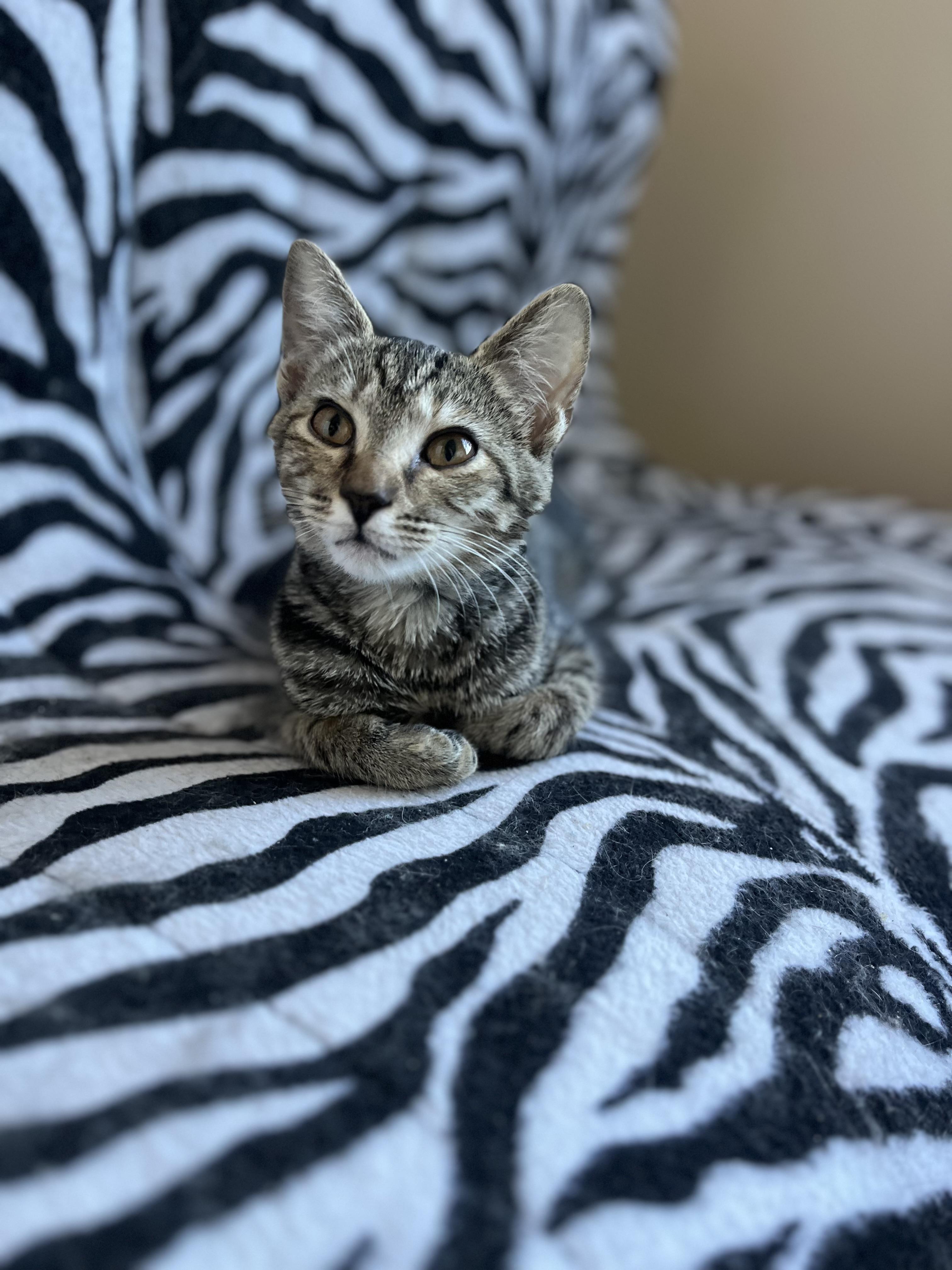 Shyanne, Adoptable, Young Female Domestic Short Hair.