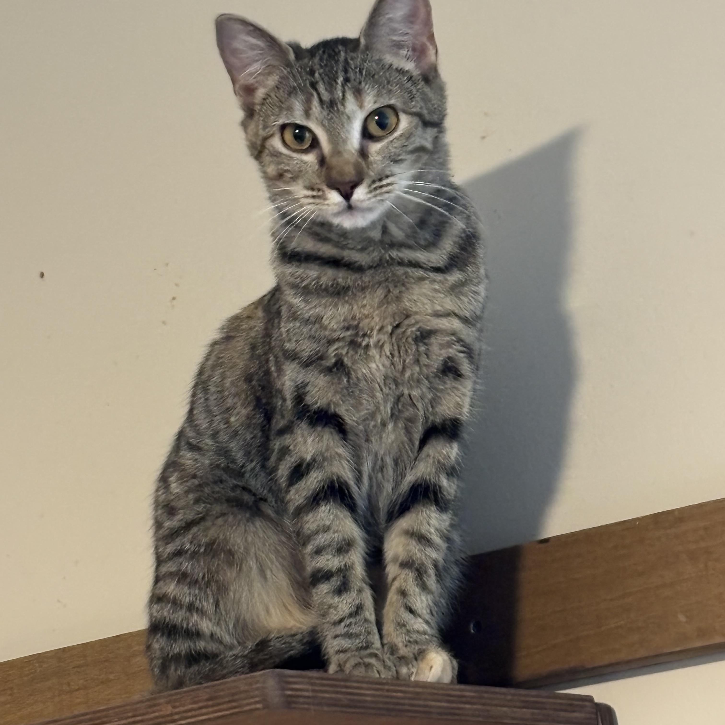 Enlarge Shyanne, a Adoptable Domestic Short Hair in Woodstock, GA image 2/4