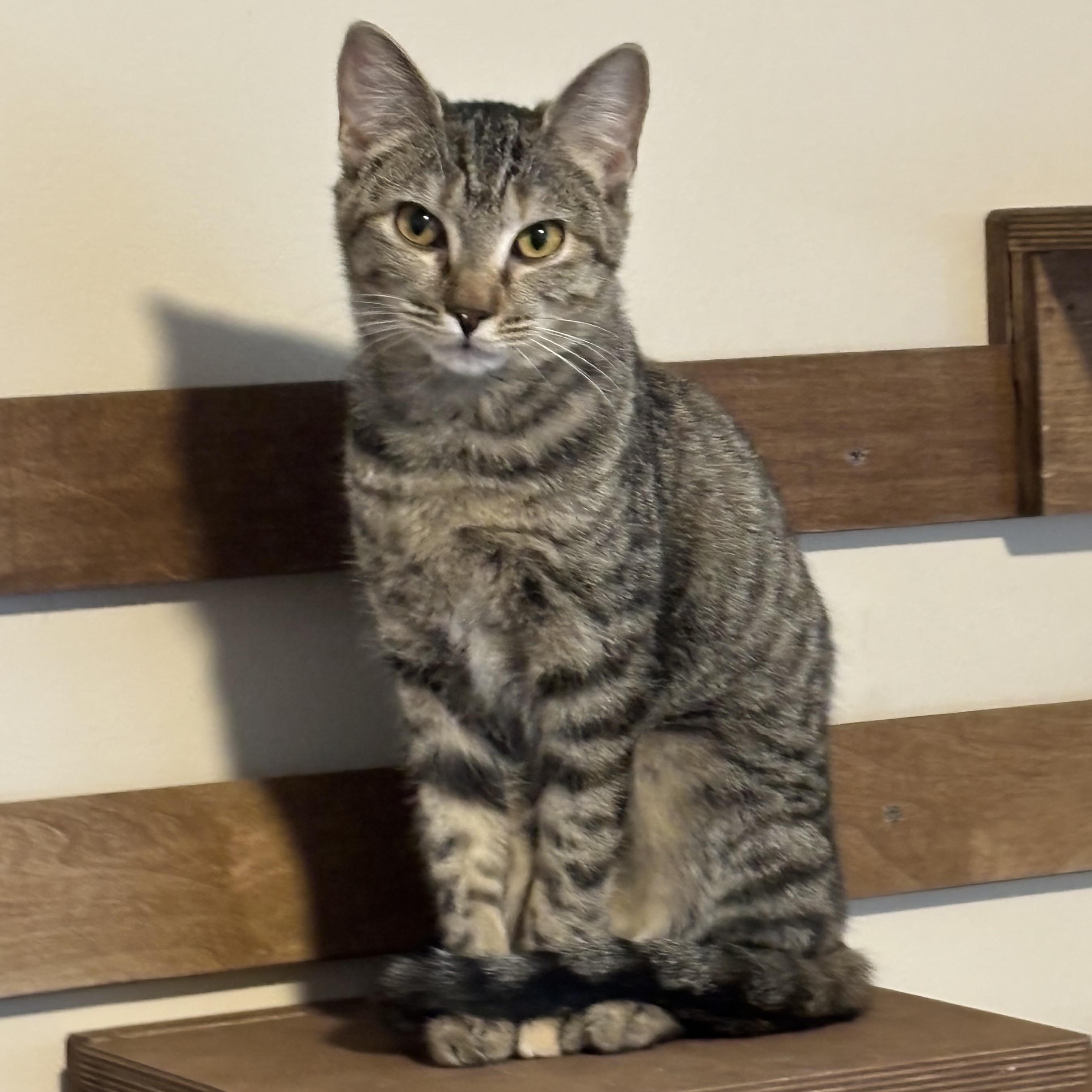 Shyanne, Adoptable, Young Female Domestic Short Hair.