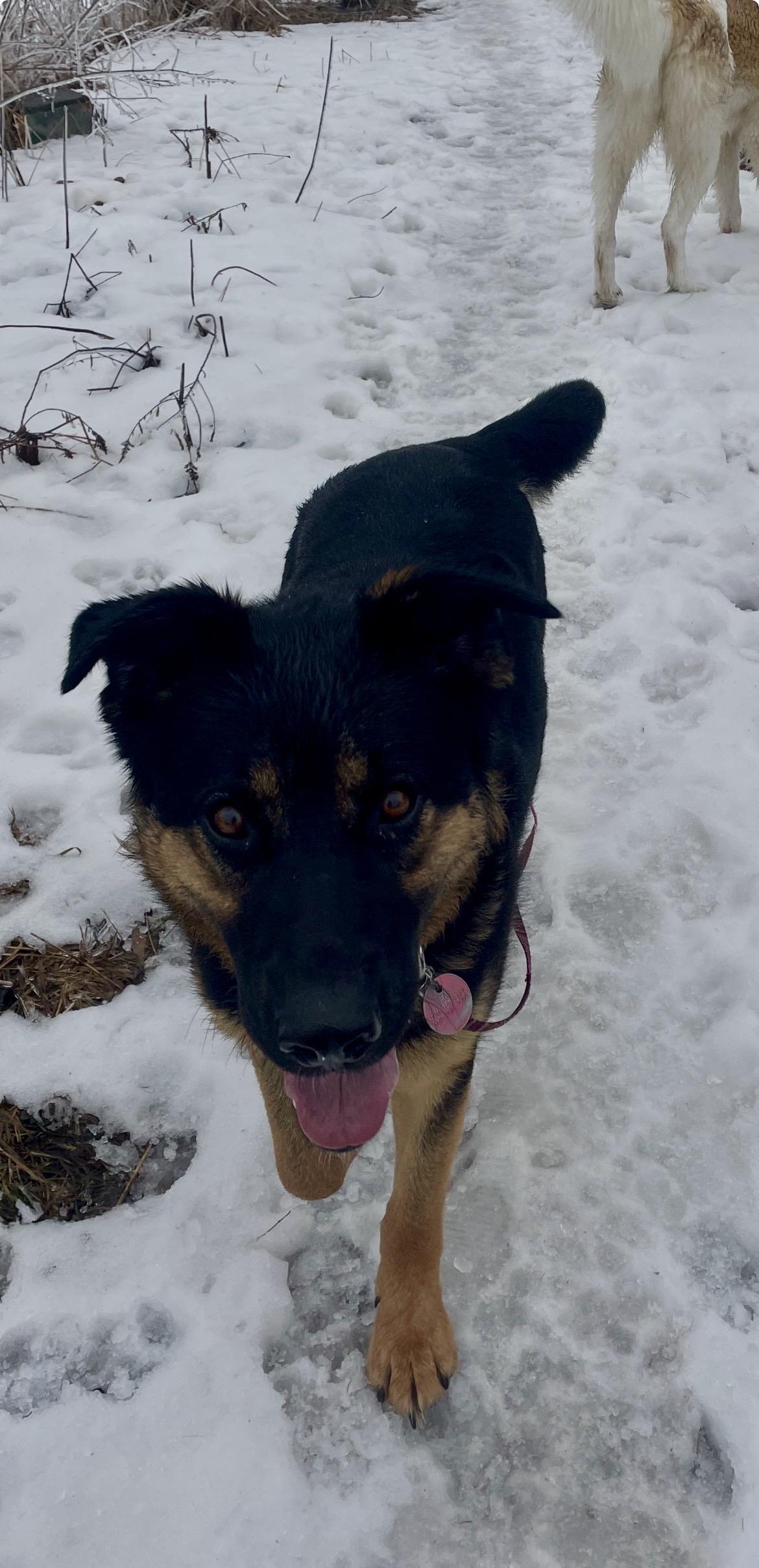 Enlarge Meatball, a ADOPTABLE mixed breed in Terra Cotta, ON image 3/6
