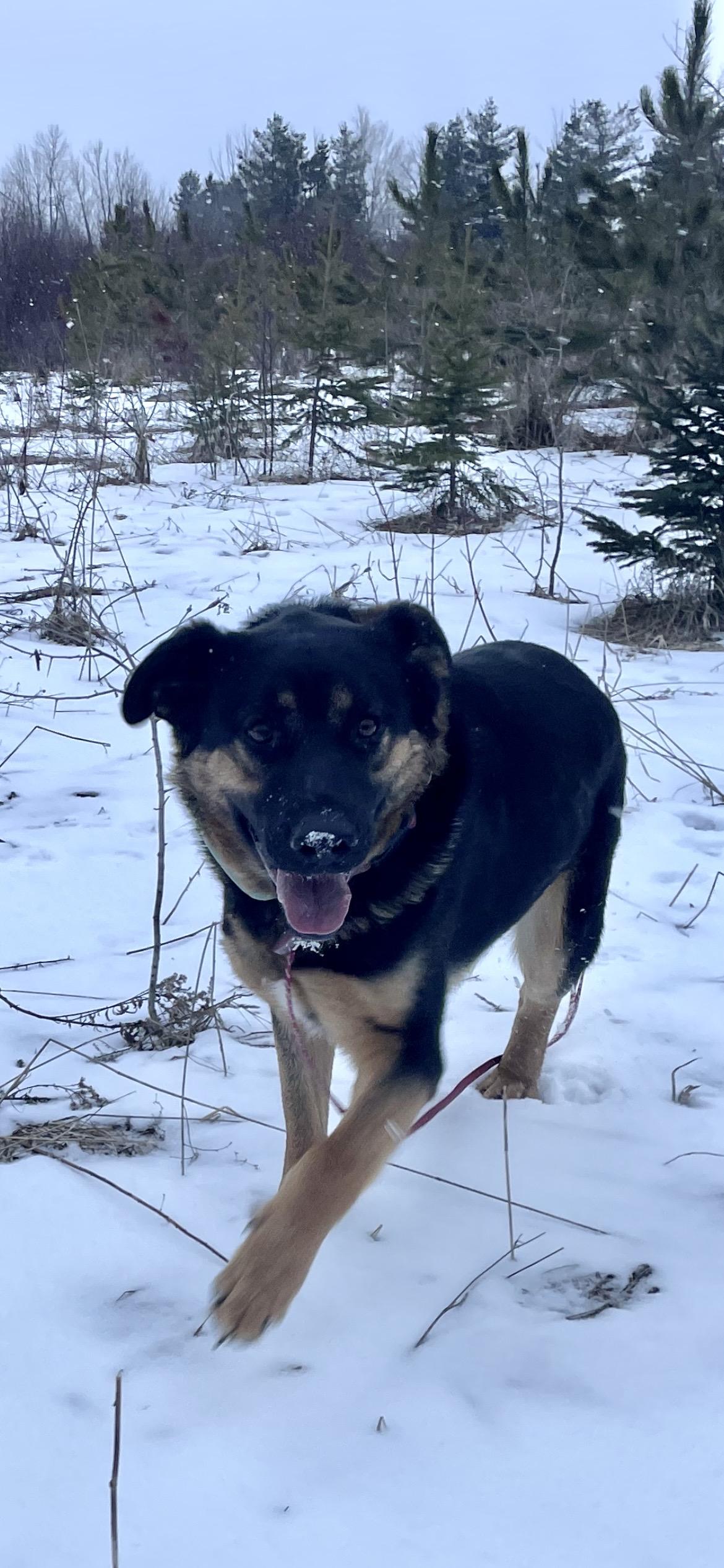 Enlarge Meatball, a ADOPTABLE mixed breed in Terra Cotta, ON image 5/6