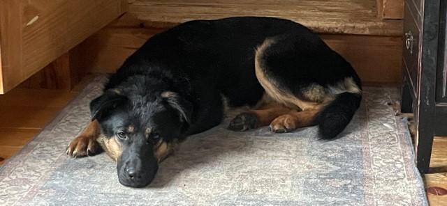 Enlarge Meatball, a ADOPTABLE mixed breed in Terra Cotta, ON image 4/6