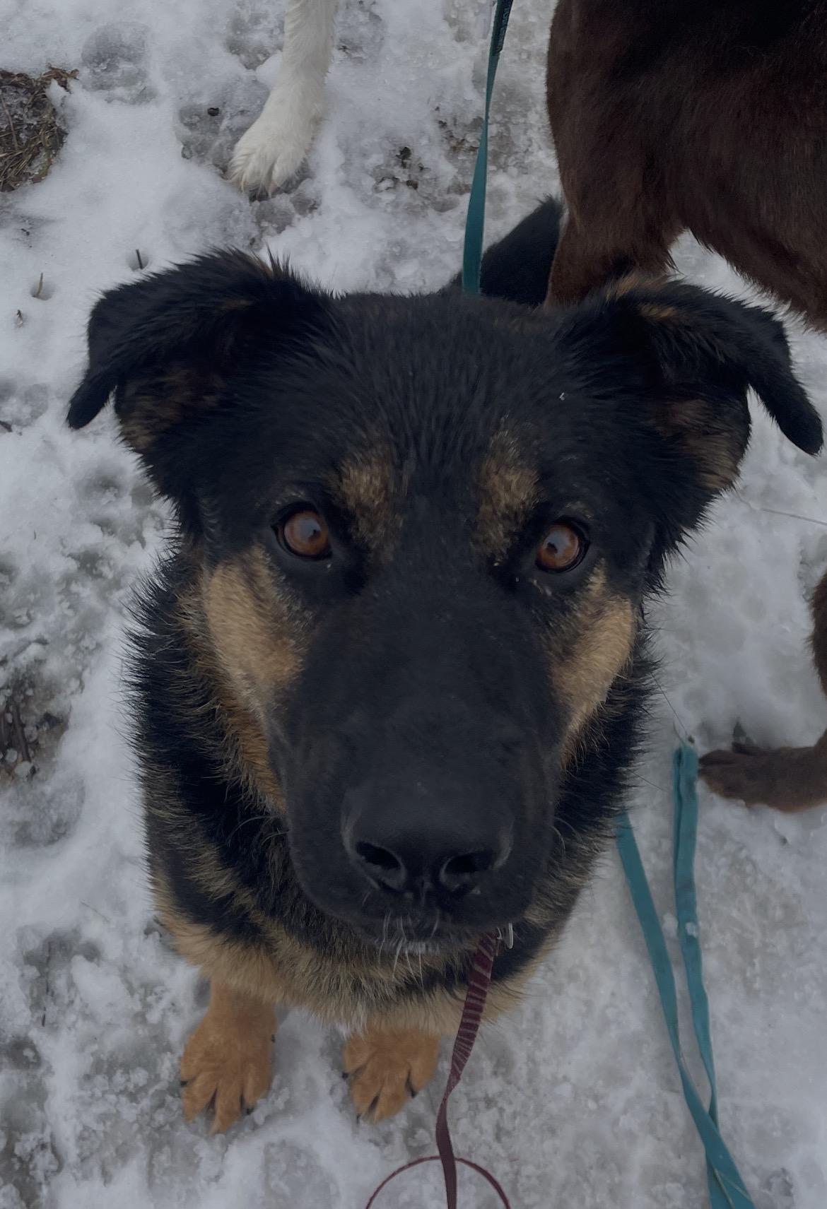 Enlarge Meatball, a ADOPTABLE mixed breed in Terra Cotta, ON image 6/6
