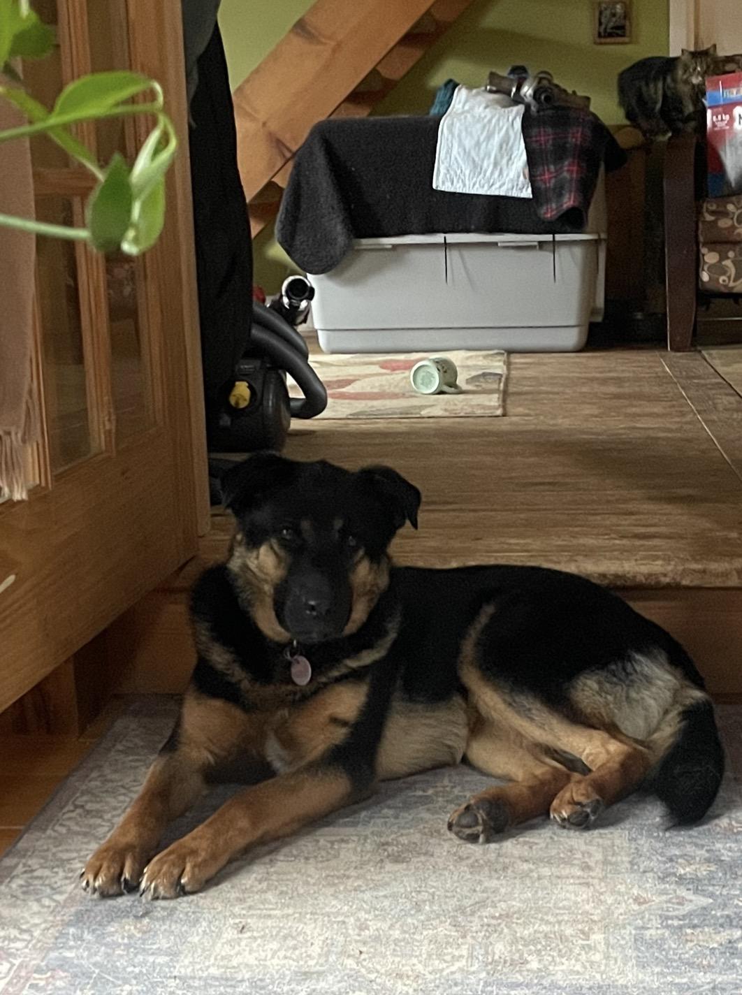 Enlarge Meatball, a ADOPTABLE mixed breed in Terra Cotta, ON image 2/6