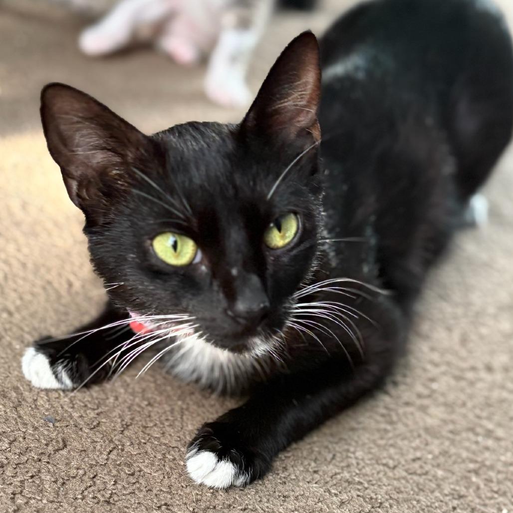 Kanga, Adoptable, Young Female Domestic Short Hair.