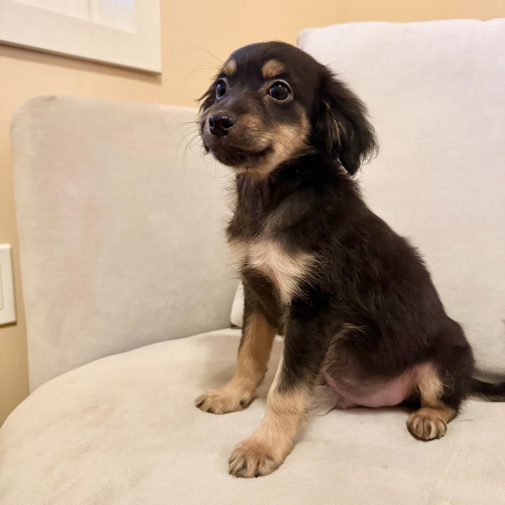 Scorpio, Adoptable, Puppy Male Terrier.