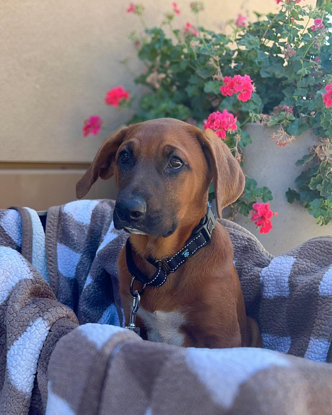 Ace, an adoptable mixed breed in Temecula, CA image 2/6