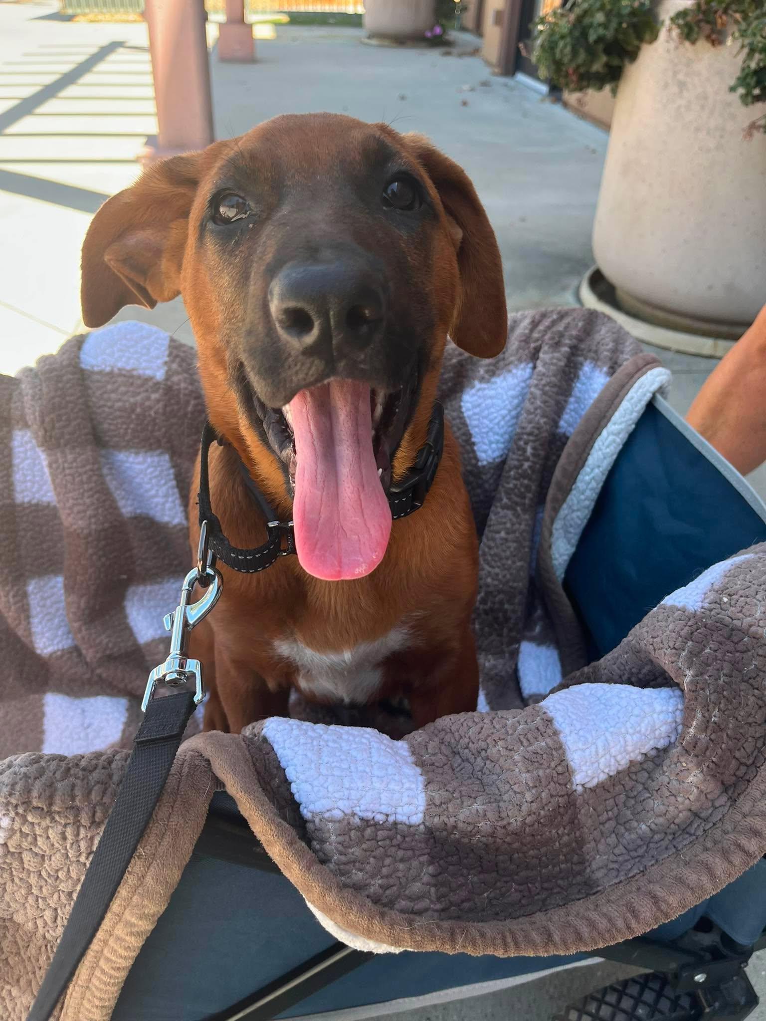 Ace, an adoptable mixed breed in Temecula, CA image 3/6