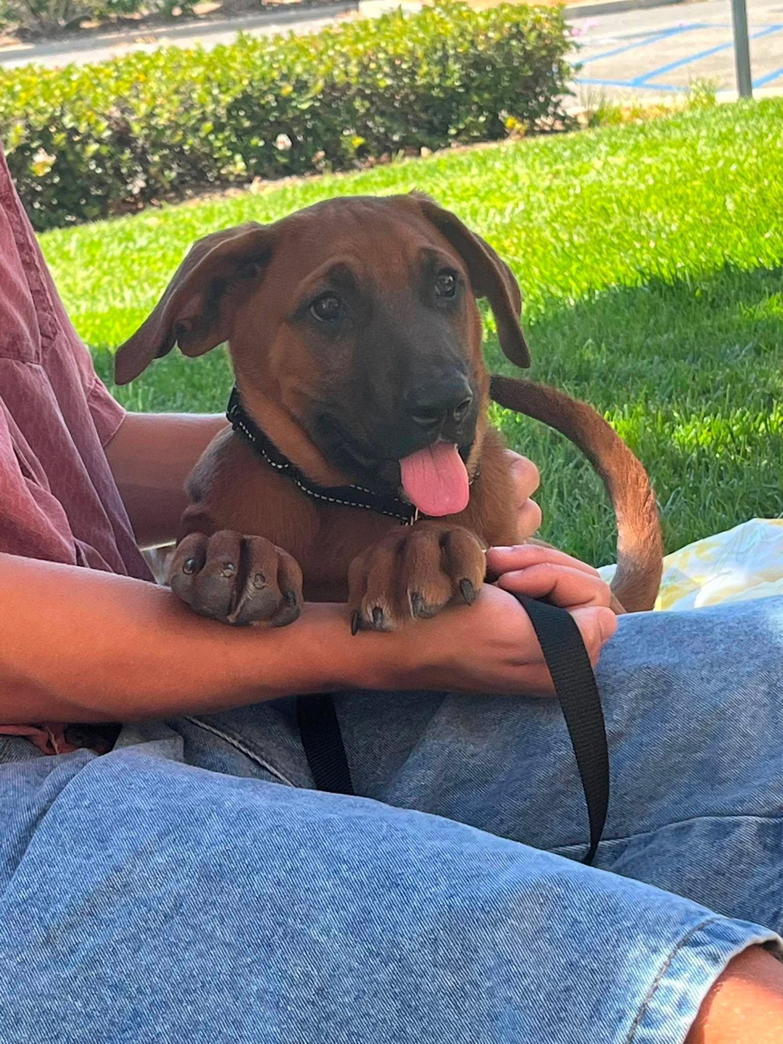 Ace, an adoptable mixed breed in Temecula, CA image 5/6