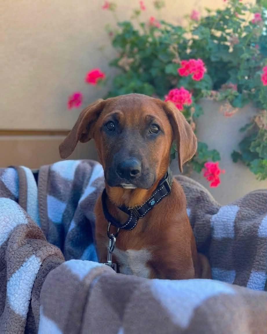 Ace, an adoptable mixed breed in Temecula, CA image 1/6