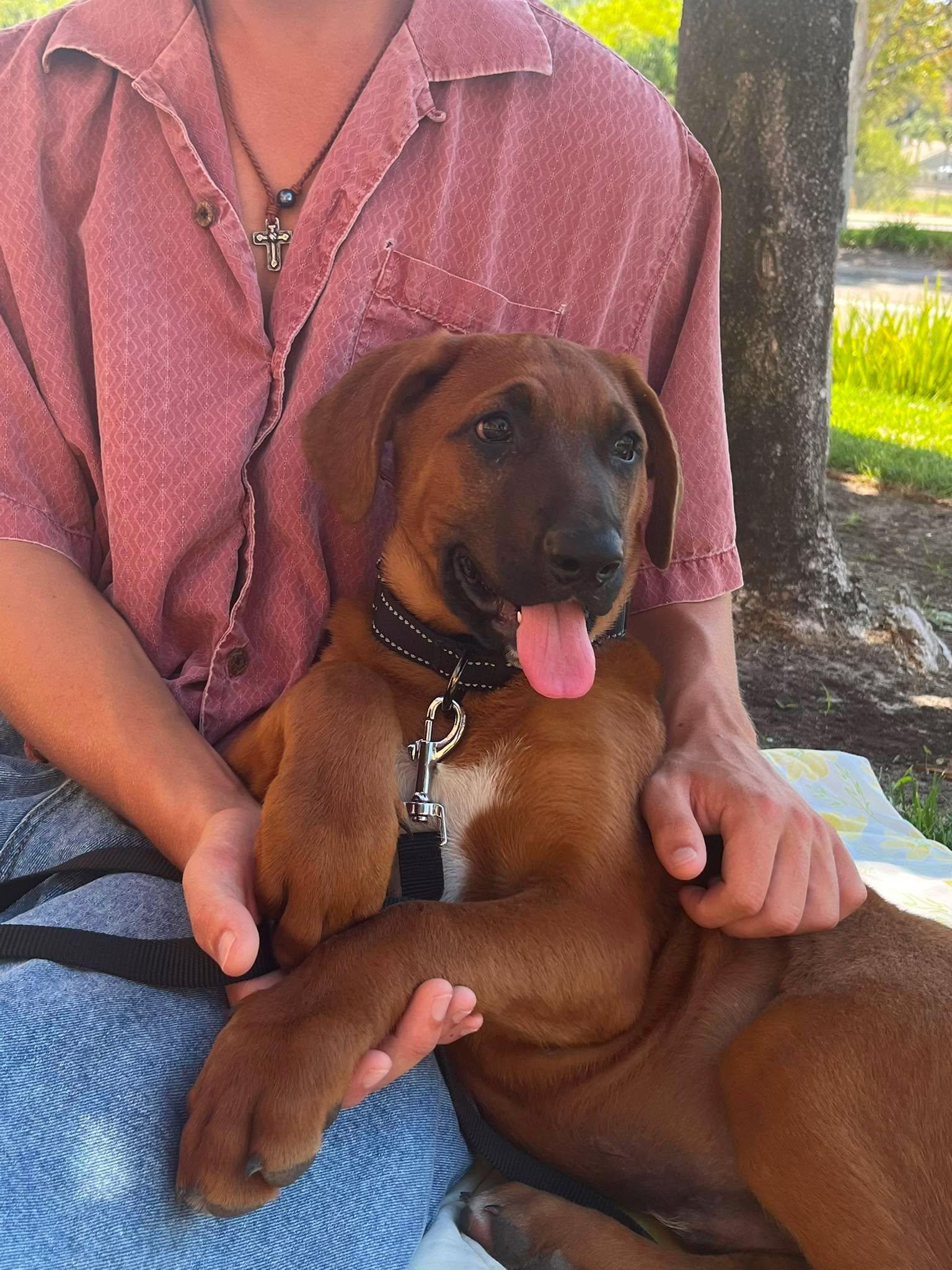 Ace, an adoptable mixed breed in Temecula, CA image 4/6