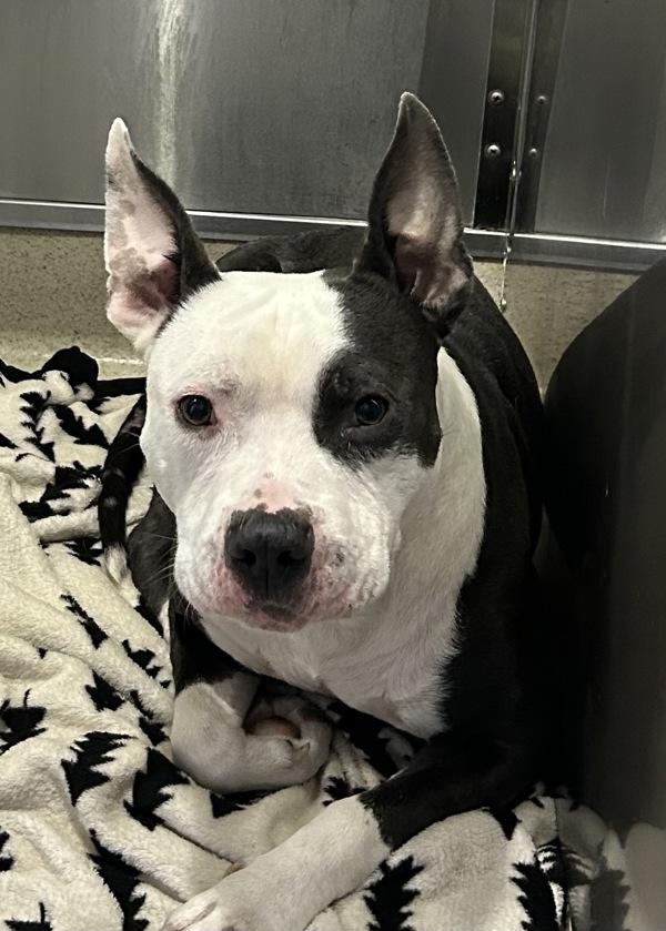 Enlarge Bane, a Adoptable mixed breed in Troutdale, OR image 1/3