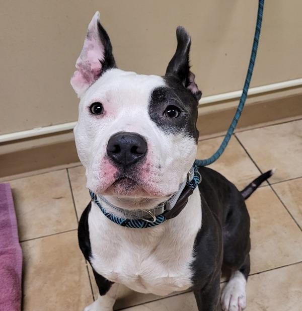 Enlarge Bane, a Adoptable mixed breed in Troutdale, OR image 2/3