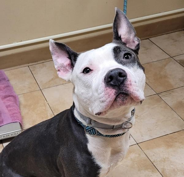 Enlarge Bane, a Adoptable mixed breed in Troutdale, OR image 3/3