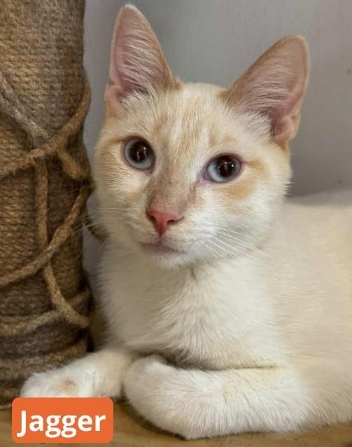 Enlarge Jagger, an adopted Domestic Short Hair in New Haven, CT image 1/1