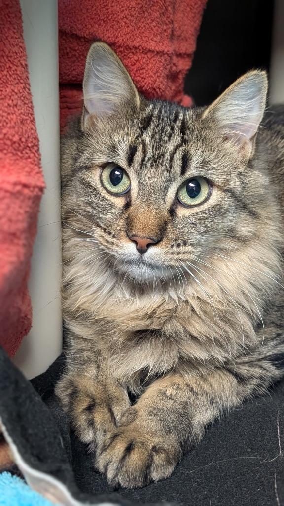 Aspen (and Juniper), Adoptable, Young Male Domestic Medium Hair.