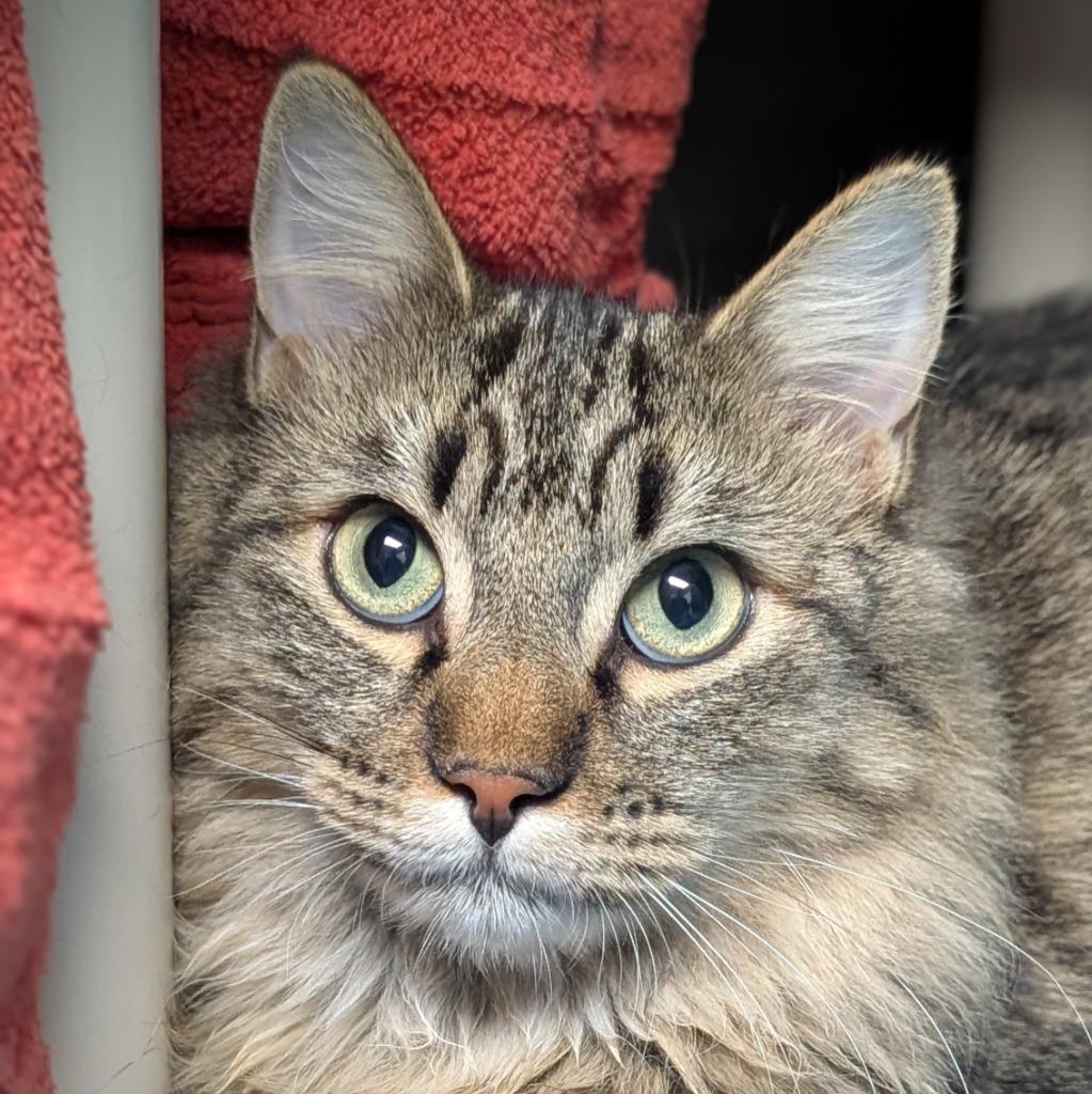 Aspen (and Juniper), a Adoptable mixed breed in Shoreline, WA image 2/2