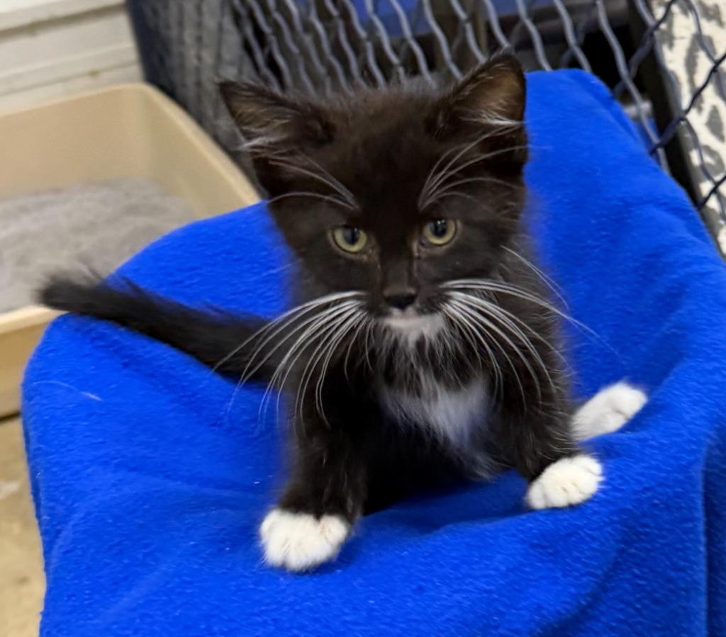 Enlarge Mulberry, a Adoptable mixed breed in Lagrange, IN image 1/6
