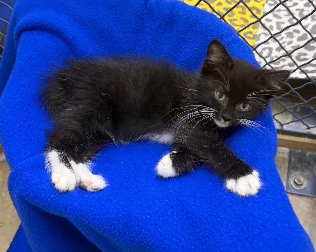 Enlarge Mulberry, a Adoptable mixed breed in Lagrange, IN image 2/6